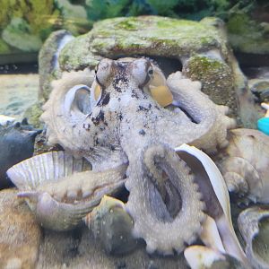 Biomes Marine Biology Center - Atlantic Octopus