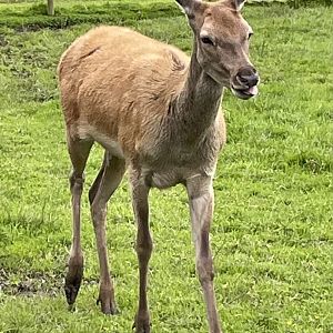 Female Red Deer
