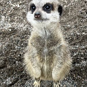 A Very Inquisitive Meerkat