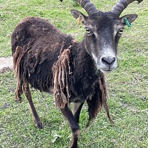 Soay Sheep