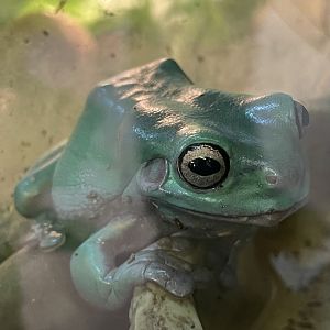 White’s Tree Frog Close-up