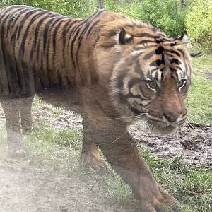 Male Sumatran Tiger, Nakal