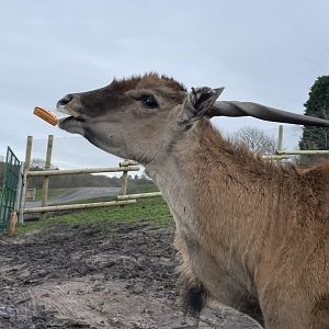 Common Eland
