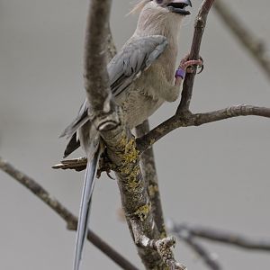Blue-naped mousebird