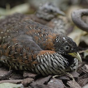 Barred buttonquail, female