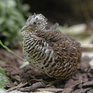 Barred buttonquail, male