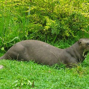 Giant Otter 23 August 2025