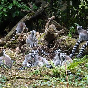 Ring Tailed Lemurs 23 August 2025