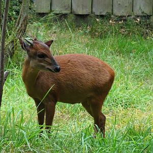 Red Forest Duiker 23 August 2025
