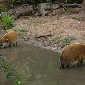 Red River Hogs 23 August 2025
