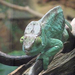Parson's Chameleon  23 August 2025