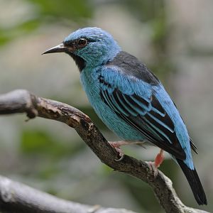 Blue dacnis