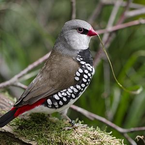 Diamond firetail