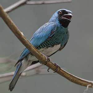 Swallow tanager