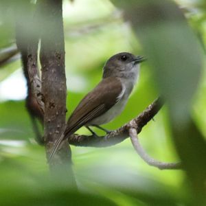 Mangrove Whistler - Siberut
