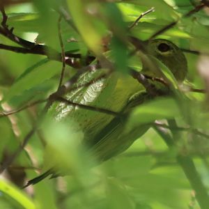 Female Brown-throated Sunbird - Siberut
