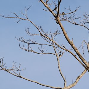 Grey-rumped Treeswifts - Siberut