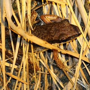 Indosylvirana nicobariensis (I think) - Siberut