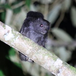 Siberut Flying Squirrel Petinomys lugens - Siberut