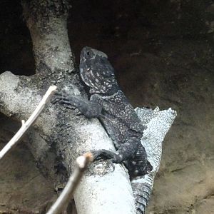 Malagasy Collared Iguana 23 August 2025