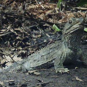 Tuatara 23 August 2025