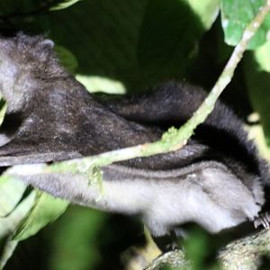 Siberut Flying Squirrel Petinomys lugens - Siberut
