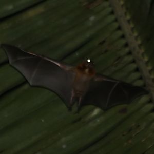 Unidentified Fruit Bat - Siberut
