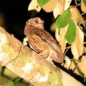 Mentawai Scops Owl - Siberut