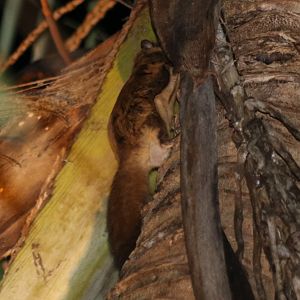 Mentawai Flying Squirrel Iomys sipora - Siberut