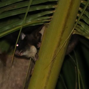 Sipora Flying Squirrel Hylopetes sipora - Siberut