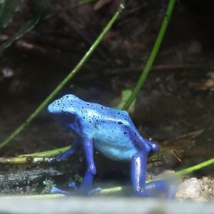 Blue Poison Dart Frog 23 August 2025