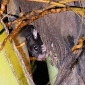 Sipora Flying Squirrel Hylopetes sipora - Siberut