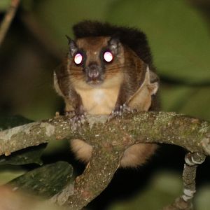 Mentawai Flying Squirrel Iomys sipora - Siberut
