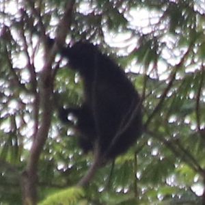 Pig-tailed Langur/Simakobu Simias concolor - Siberut