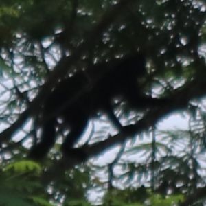 Pig-tailed Langur/Simakobu Simias concolor - Siberut