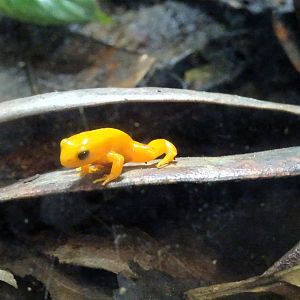 Golden Mantella 23 August 2025
