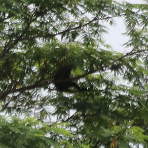 Pig-tailed Langur/Simakobu Simias concolor  - Siberut