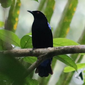 Asian Fairy-bluebird  - Siberut