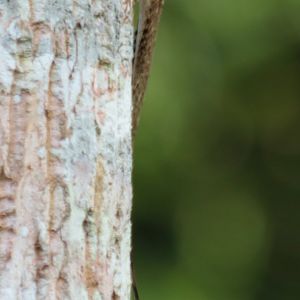 Common Flying Lizard Draco sumatranus - Siberut
