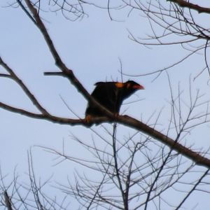 Hill Myna Gracula religiosa batuensis - Siberut