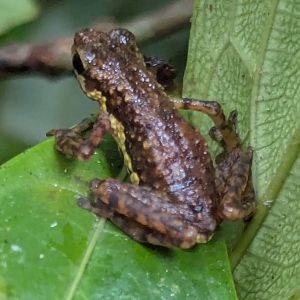 Pelophryne signata I think? - Siberut