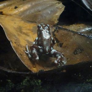 Rio Maranon Poison Dart Frog 23 August 2025