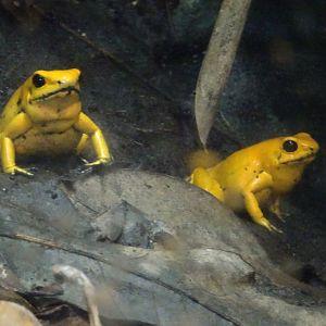 Golden Poison Frog  23 August 2025