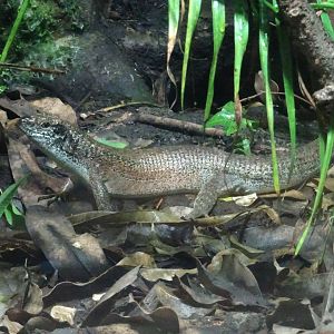South-Eastern Girdled Lizard  23 August 2025