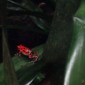 Strawberry Poison Frog  23 August 2025