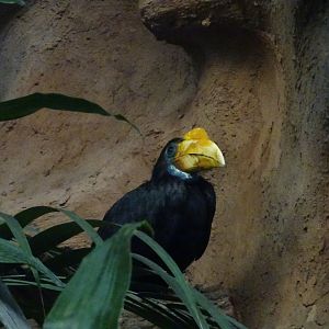Sunda Wrinkled Hornbill (?) 23 August 2025