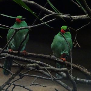 Javan Green Magpies 23 August 2025