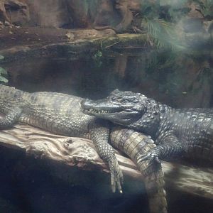 Spectacled Caiman 23 August 2025