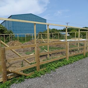 Felines exhibit under construction, 11th June 2025