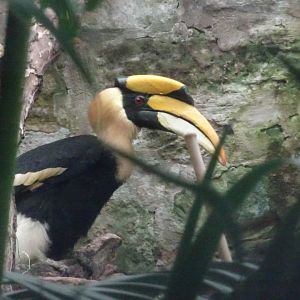 Great Hornbill  23 August 2025